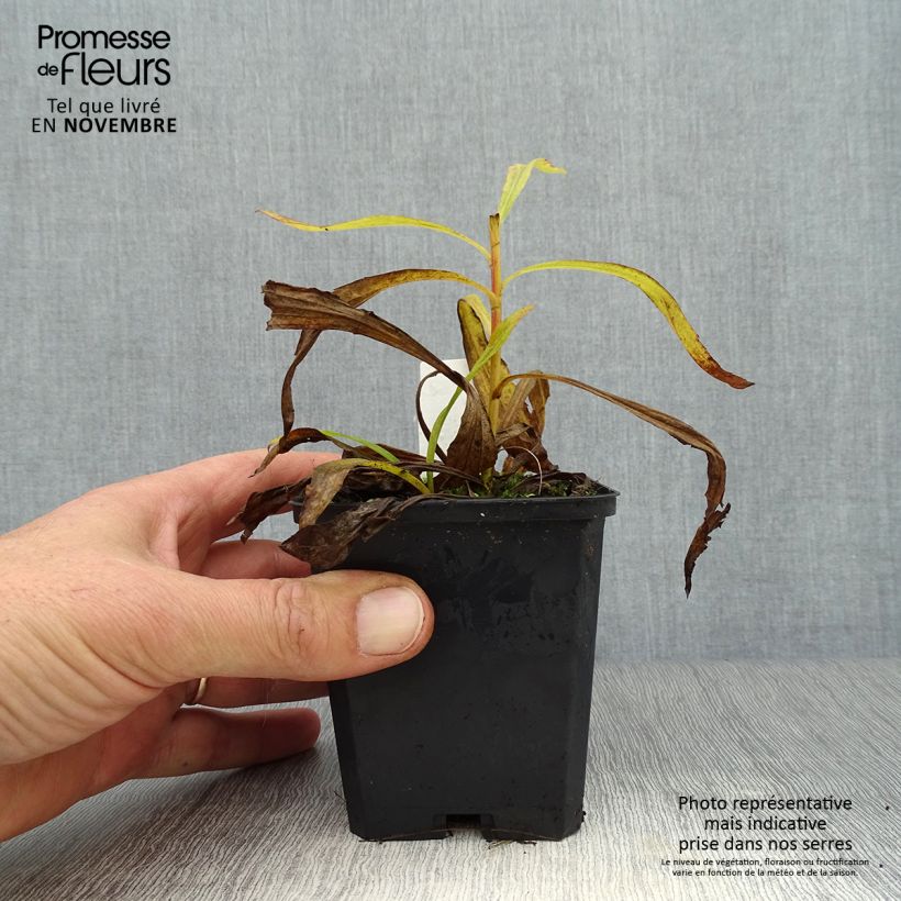 Esemplare di Solidago Strahlenkrone - Verga d'oro Vasetto da 8/9 cm come consegnato in autunno