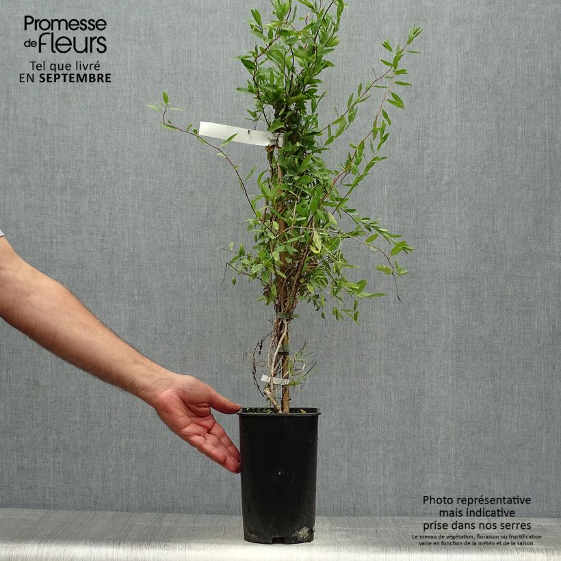 Esemplare di Sollya heterophylla Alba Vaso da 3L/4L come consegnato in autunno