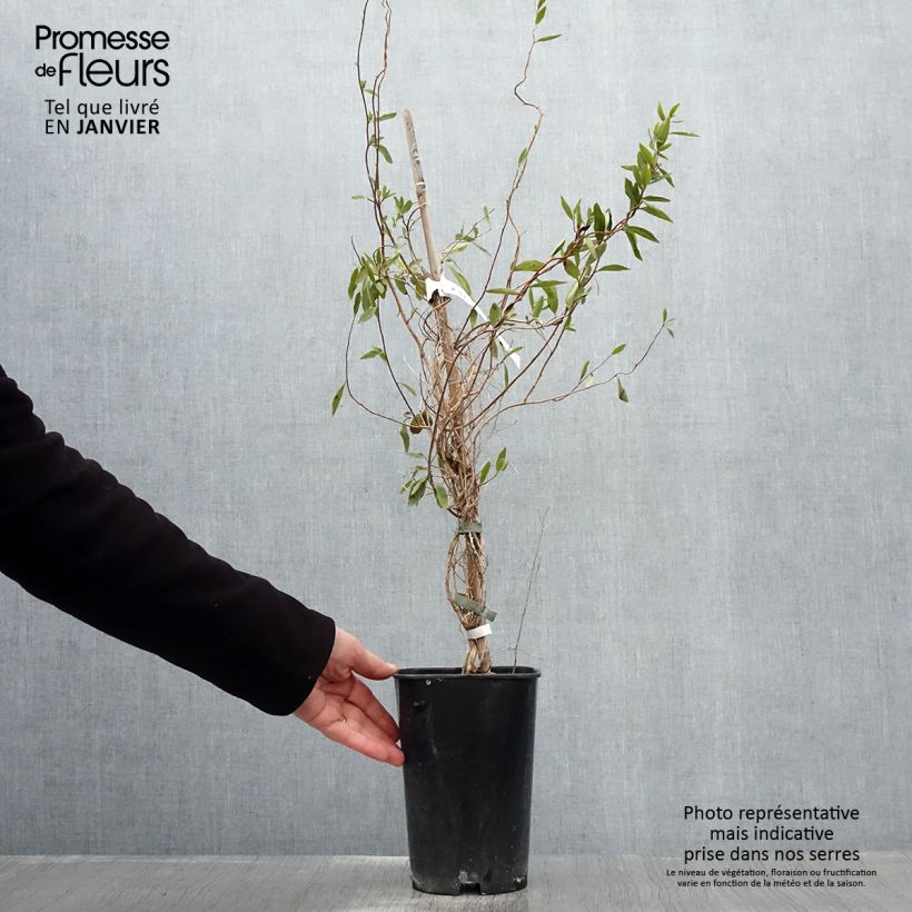 Sollya heterophylla Alba Vaso da 3L/4L esemplare consegnato in inverno