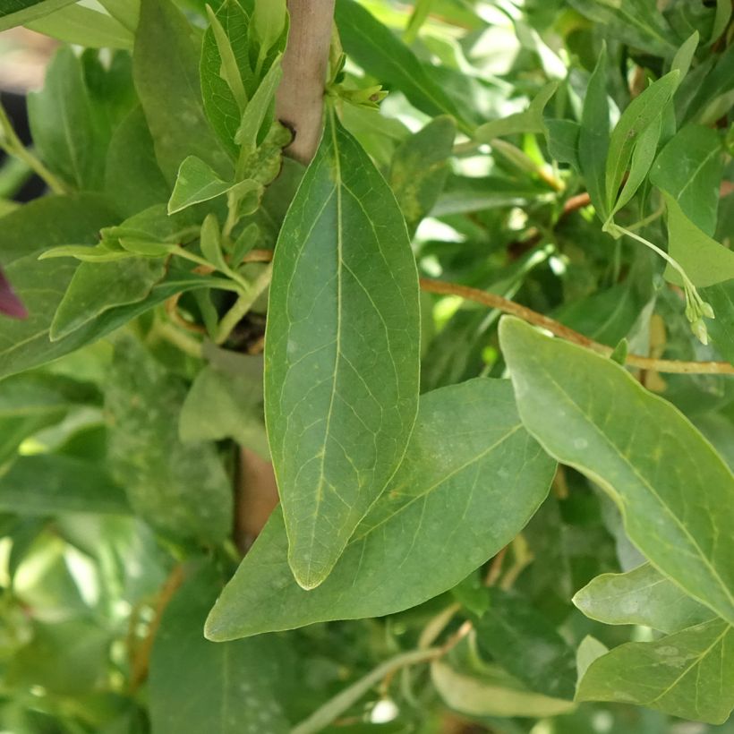 Sollya heterophylla Alba (Fogliame)