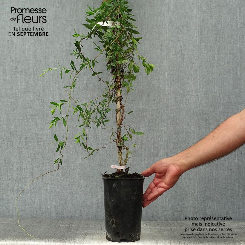 Esemplare di Sollya heterophylla Rosea Vaso da 3L/4L come consegnato in autunno