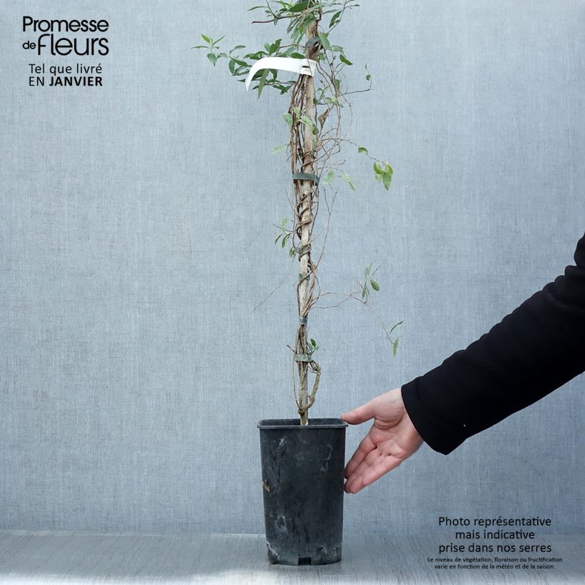 Sollya heterophylla Rosea Vaso da 3L/4L esemplare consegnato in inverno