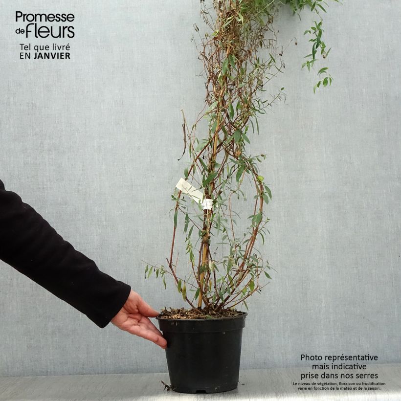 Sollya heterophylla Ultra Blue Vaso da 4L/5L esemplare consegnato in inverno