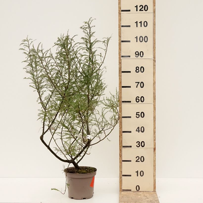 Sophora microphylla Dragon's Gold Vaso da 4L/5L esemplare consegnato in inverno