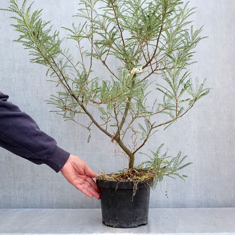 Esemplare di Sophora microphylla Dragon's Gold Vaso da 4L/5L come consegnato in autunno