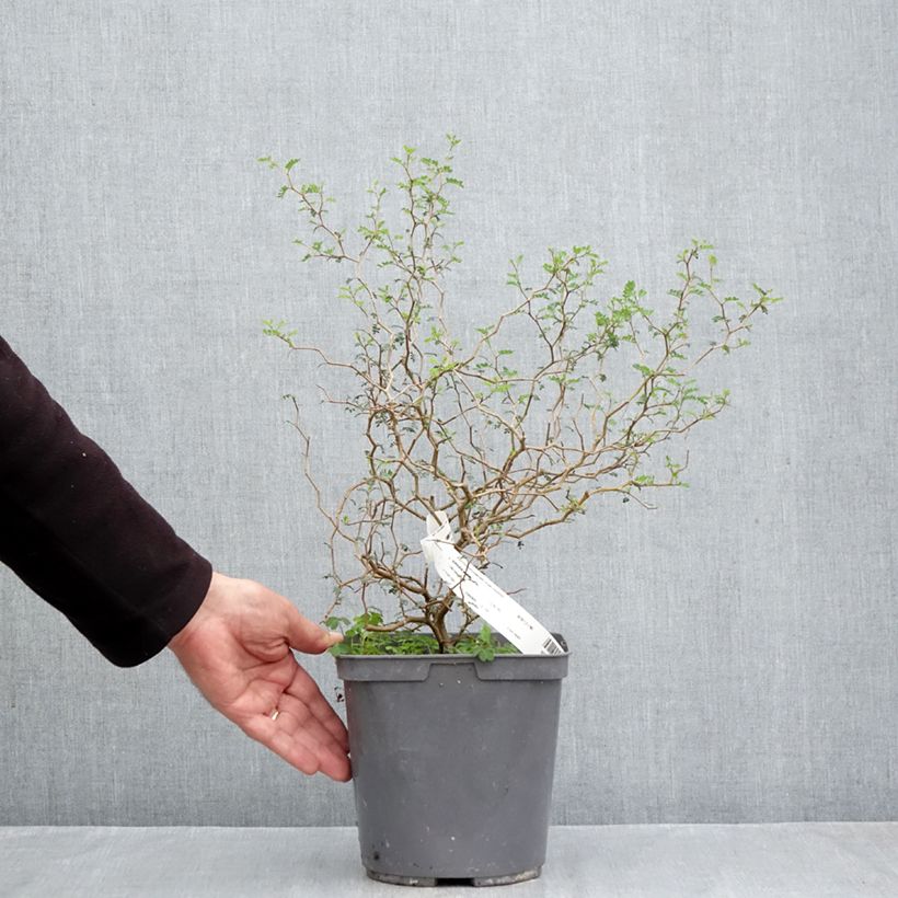 Esemplare di Sophora prostrata Little Baby - Sofora nano Vaso da 3L/4L come consegnato in autunno