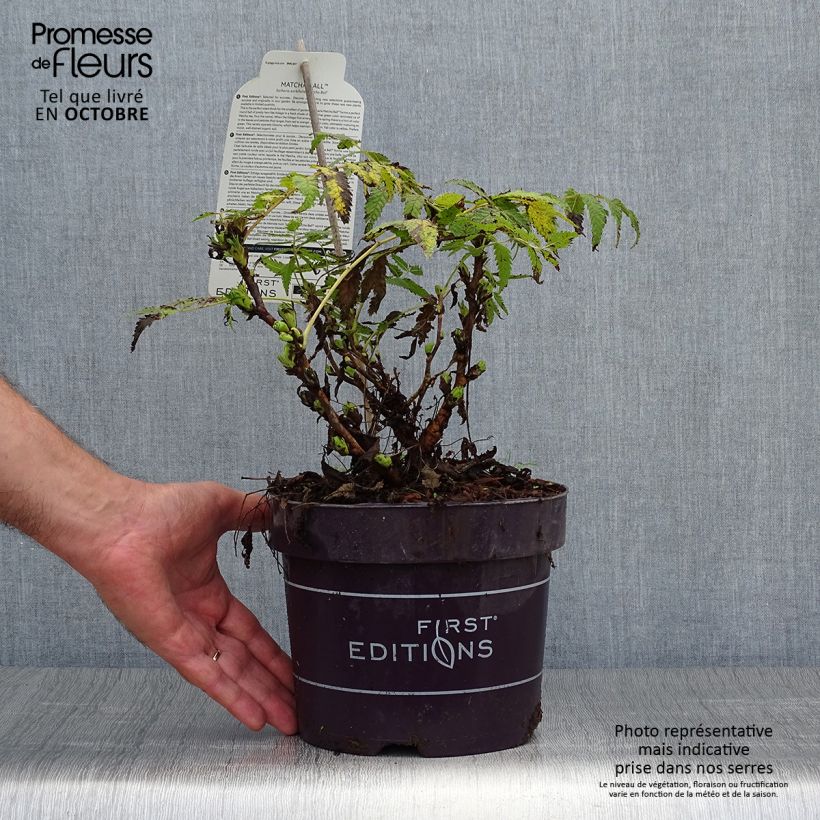 Esemplare di Sorbaria sorbifolia Matcha Ball Vaso da 2L/3L come consegnato in autunno