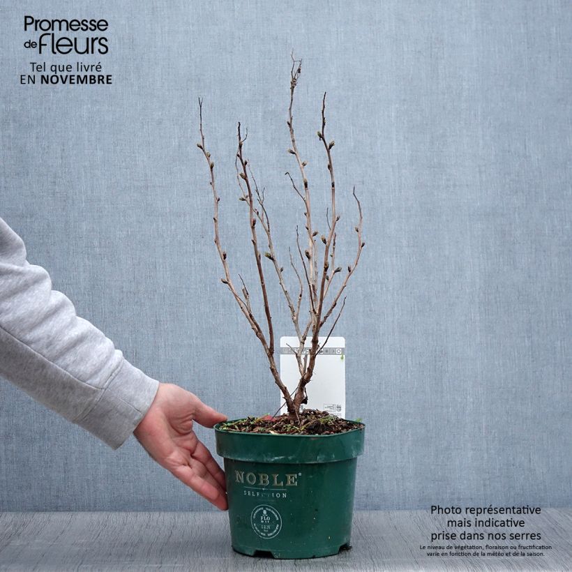 Esemplare di Sorbaria sorbifolia Pink Hopi Vaso da 2L/3L come consegnato in autunno