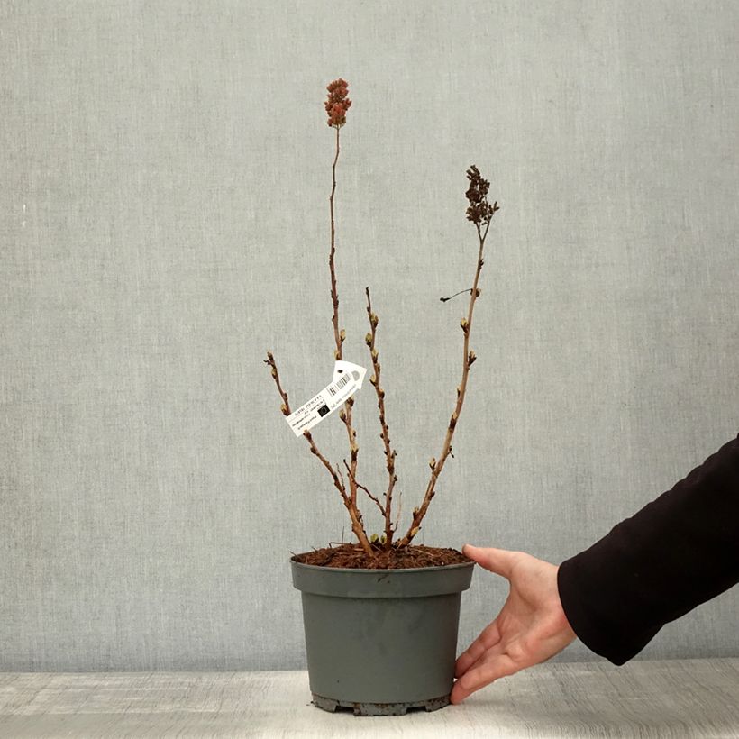 Esemplare di Sorbaria sorbifolia Sem Vaso da 2L/3L come consegnato in autunno
