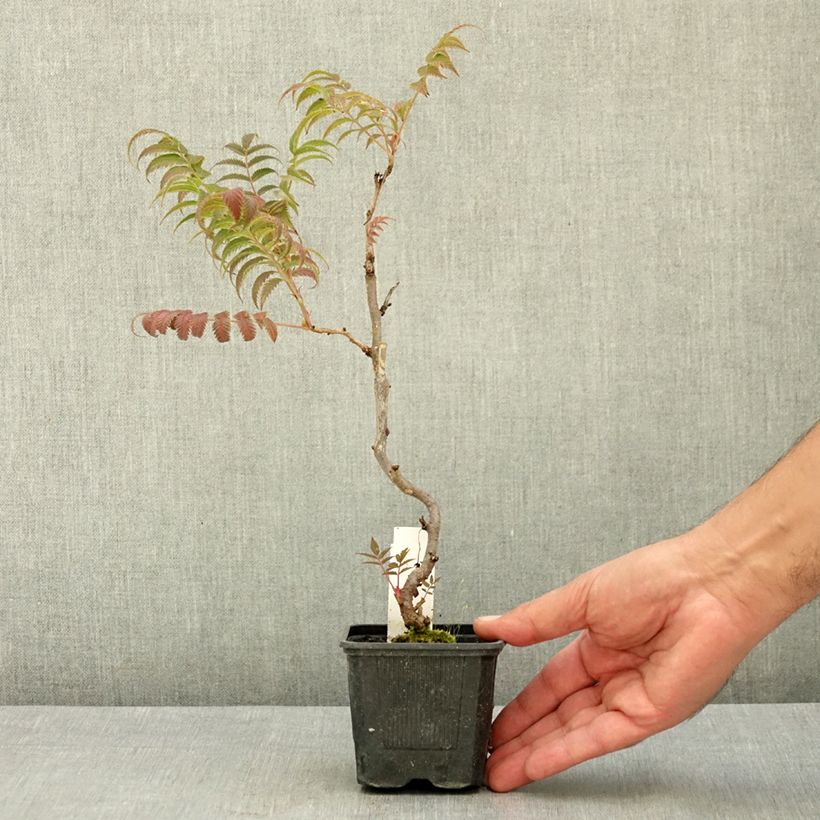 Esemplare di Sorbaria sorbifolia Sem Vasetto da 8/9 cm consegnato in estate