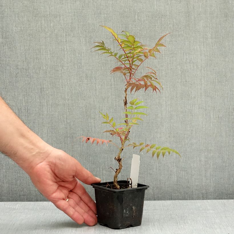 Sorbaria sorbifolia Sem- Fausse spirée à feuilles de sorbier Godet de 8/9 cm esemplare consegnato in primavera