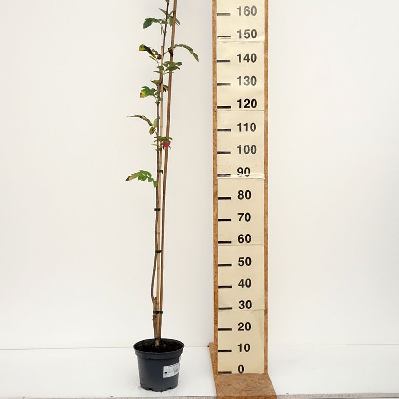 Esemplare di Sorbus aucuparia Alaja Krupnaja Vaso da 4L/5L come consegnato in autunno