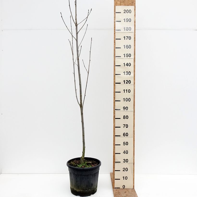 Sorbus aucuparia Fingerprint Vaso da 30L/35L esemplare consegnato in inverno