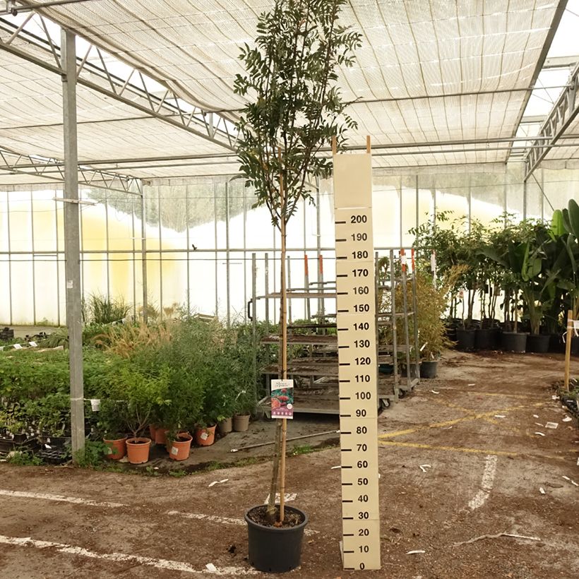 Esemplare di Sorbus aucuparia Wettra Vaso da 20L/25L come consegnato in autunno