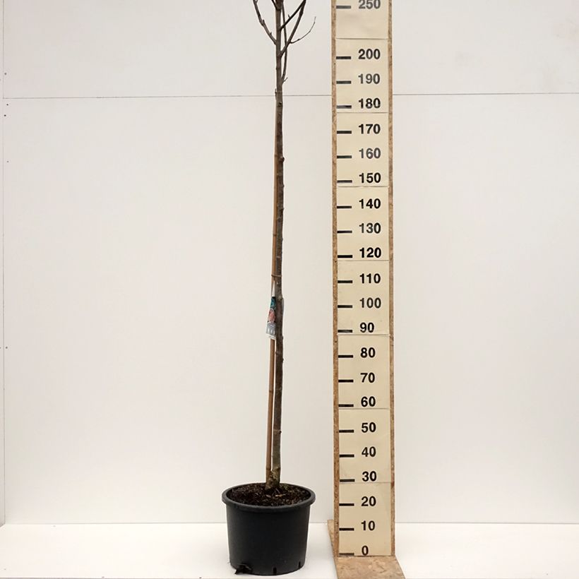 Sorbus aucuparia Wettra Vaso da 20L/25L esemplare consegnato in inverno