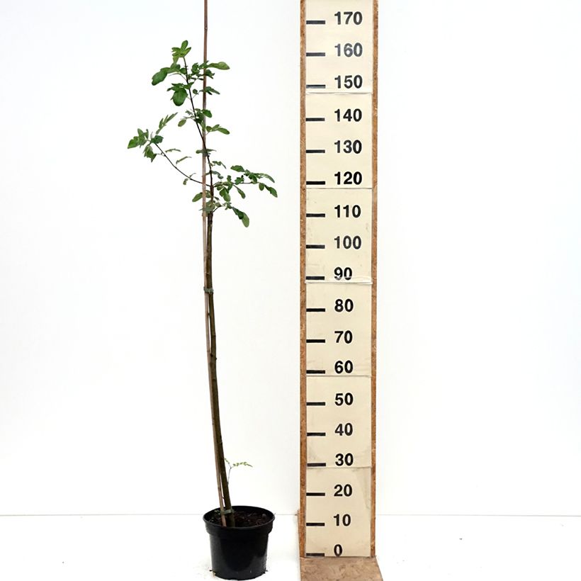 Sorbaronia Likerovyj Jarab Vaso da 4L/5L esemplare consegnato in primavera