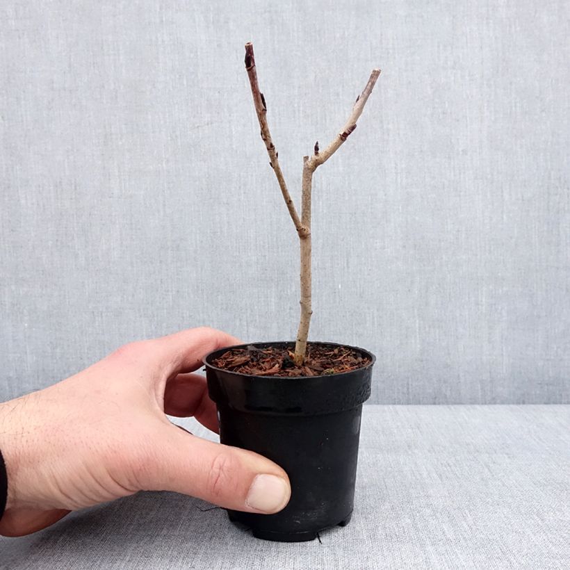 Sorbaronia fallax Burka Vasetto da 8/9 cm esemplare consegnato in inverno