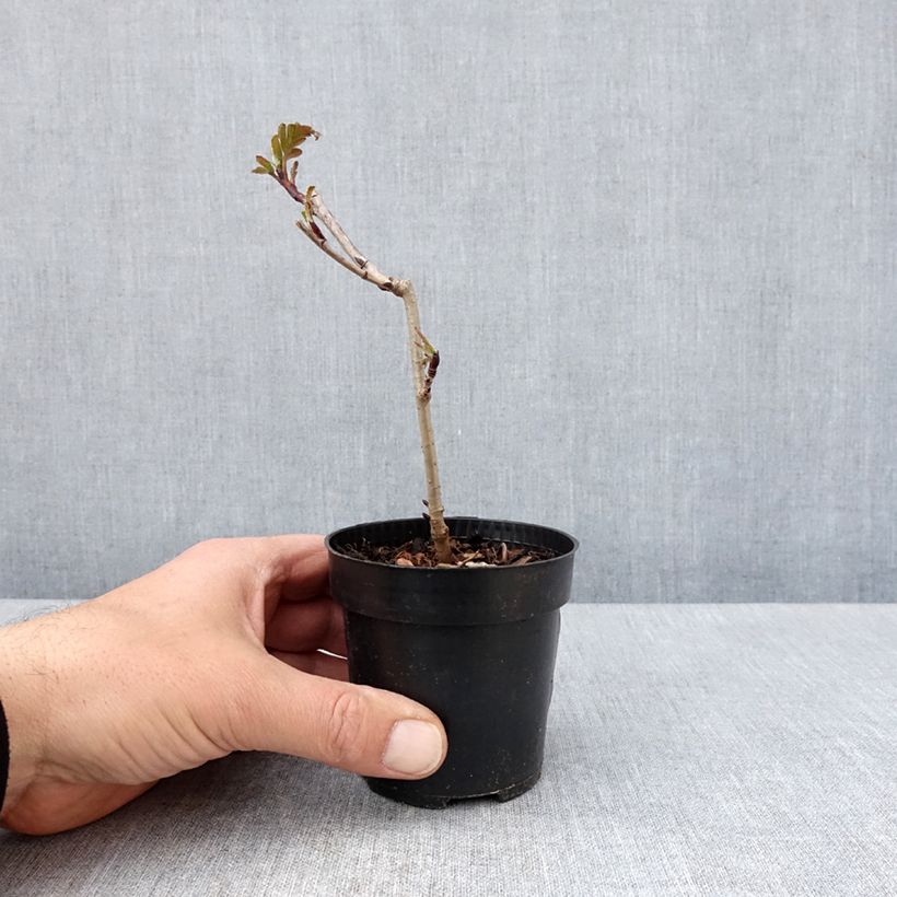 Sorbaronia fallax Burka Vasetto da 8/9 cm esemplare consegnato in primavera