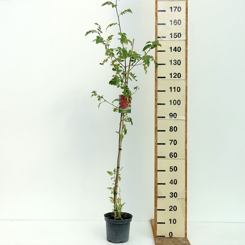 Esemplare di Crataegosorbus Grananatnaja Vaso da 4L/5L consegnato in estate