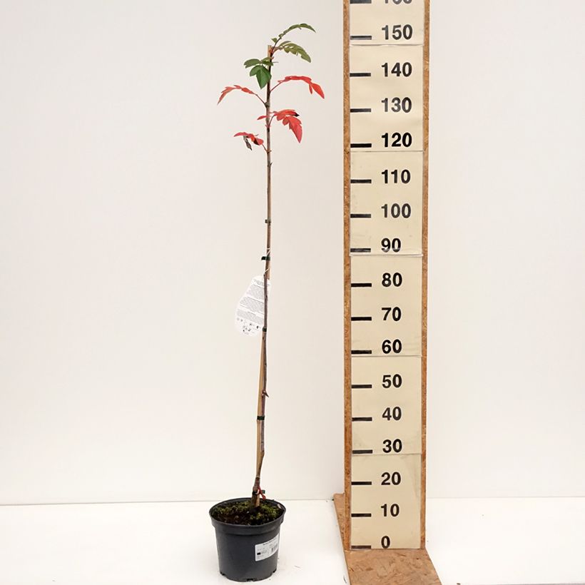 Esemplare di Sorbus Rubinowaja Vaso da 4L/5L come consegnato in autunno