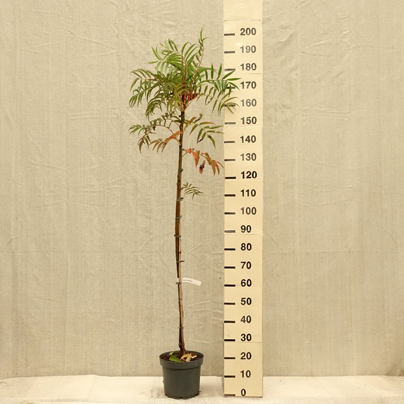 Esemplare di Sorbus commixta var. ulleungensis Dodong (Olympic Flame) Vaso da 7,5L/10L come consegnato in autunno