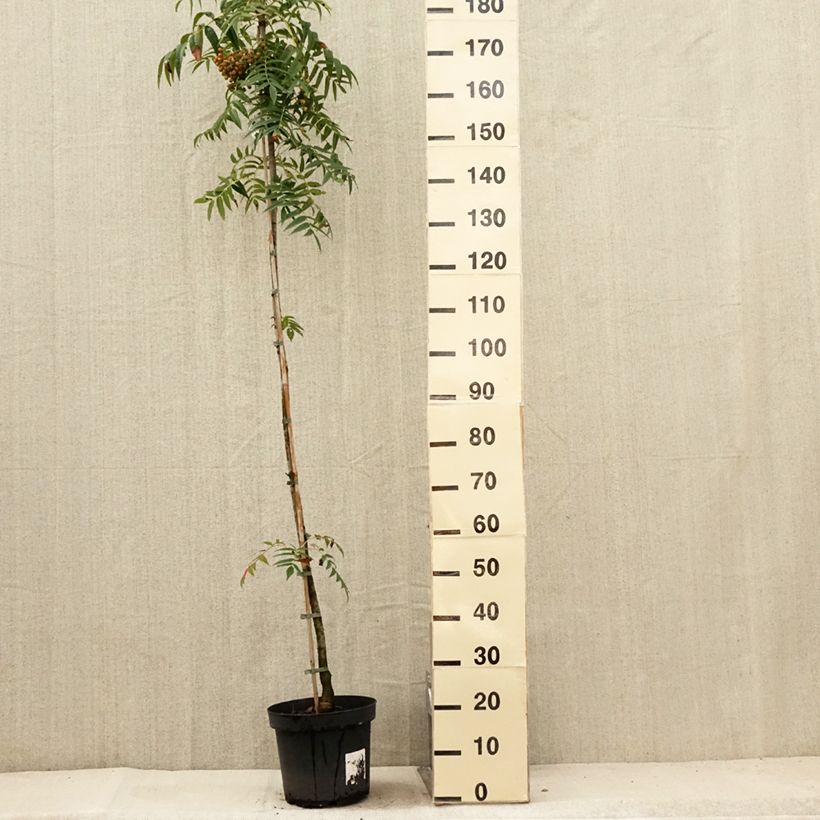 Esemplare di Sorbus commixta var. ulleungensis Dodong (Olympic Flame) Vaso da 7,5L/10L, Astone alto consegnato in estate