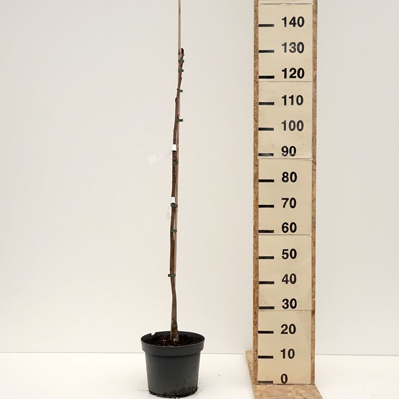 Sorbus commixta var. ulleungensis Dodong (Olympic Flame) Vaso da 7,5L/10L esemplare consegnato in inverno