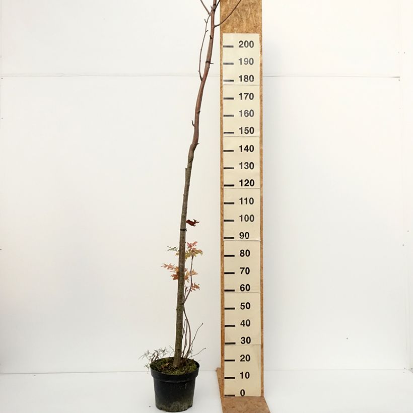Esemplare di Sorbus filipes Vaso da 4L/5L come consegnato in autunno