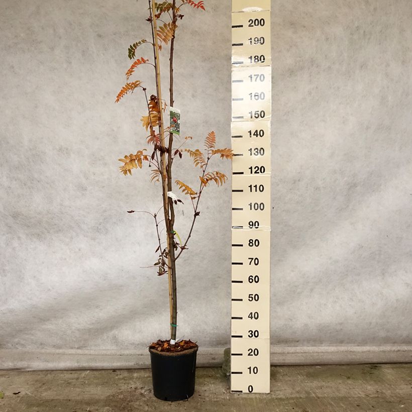 Esemplare di Sorbus arnoldiana Pink Veil Vaso da 4L/5L come consegnato in autunno
