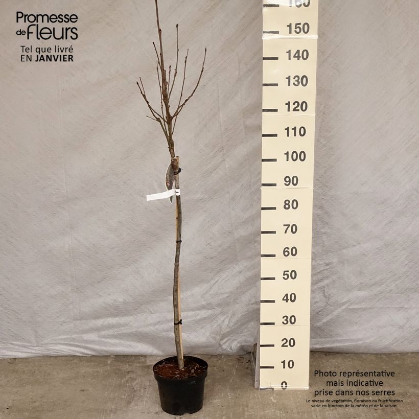 Sorbus arnoldiana Pink Veil Vaso da 4L/5L esemplare consegnato in inverno