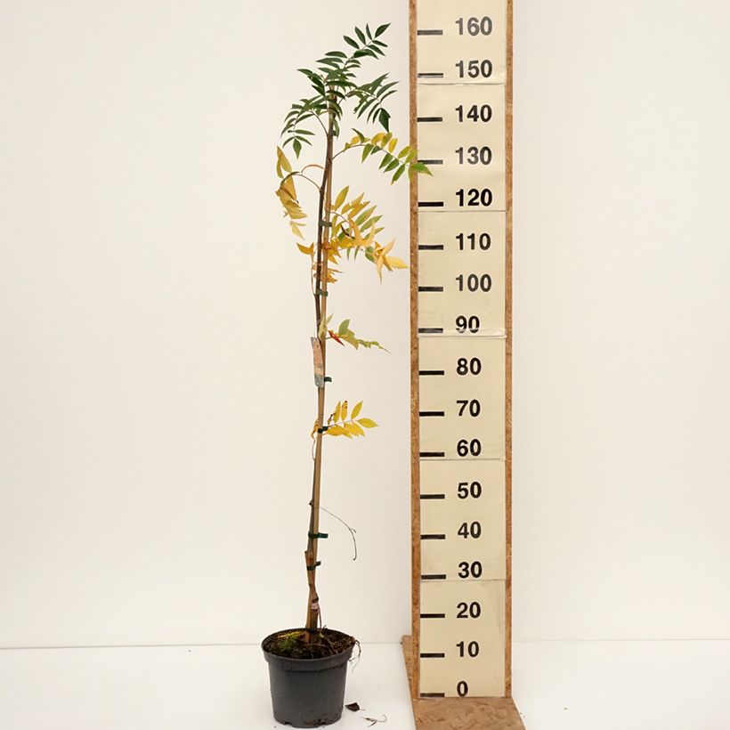 Esemplare di Sorbo - Sorbus arnoldiana Copper Glow Vaso da 4L/5L come consegnato in autunno