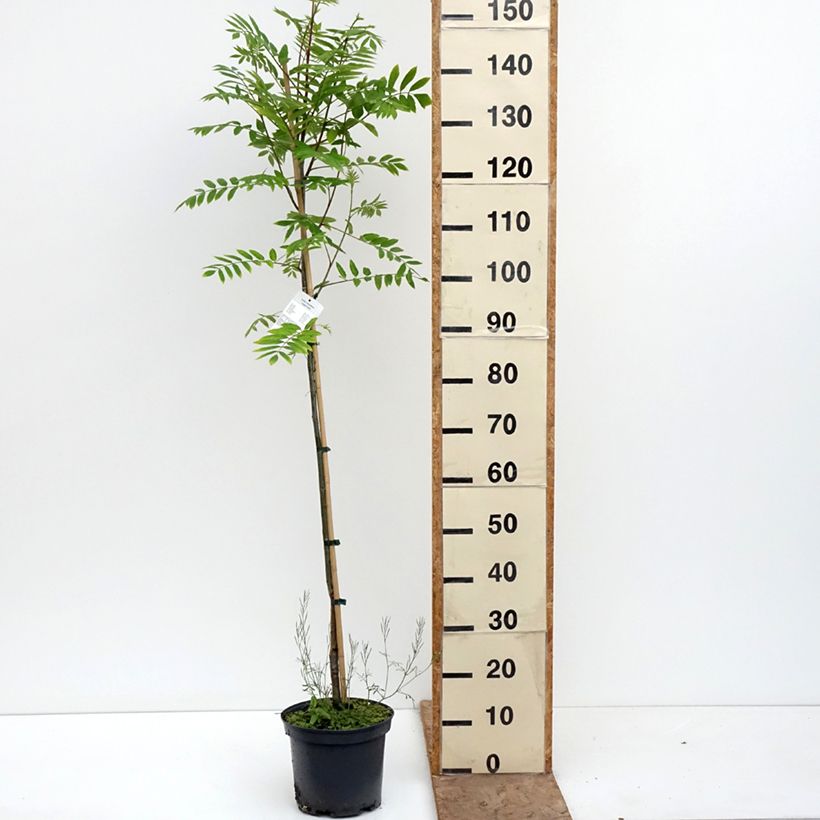 Sorbo - Sorbus arnoldiana Copper Glow Vaso da 4L/5L esemplare consegnato in primavera