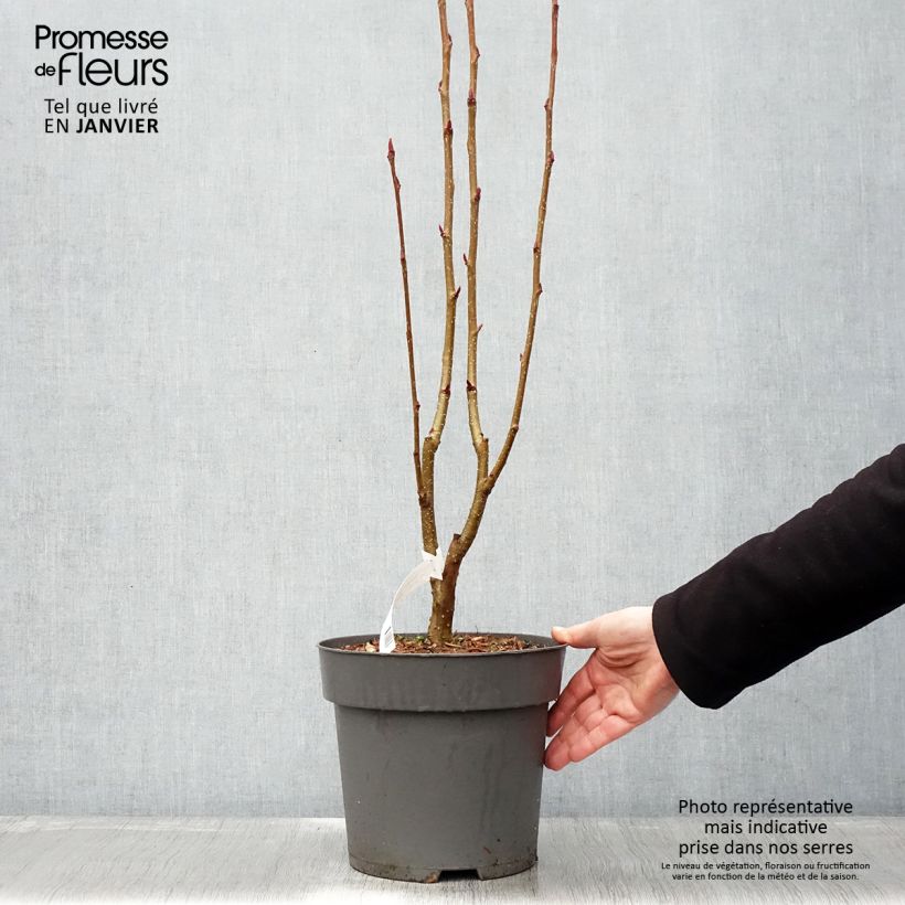 Sorbus aucuparia Autumn Spire Vaso da 4L/5L esemplare consegnato in inverno