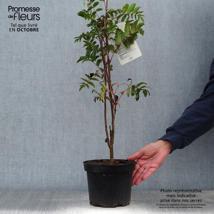 Esemplare di Sorbus aucuparia - Sorbo degli uccellatori Vaso da 2L/3L come consegnato in autunno
