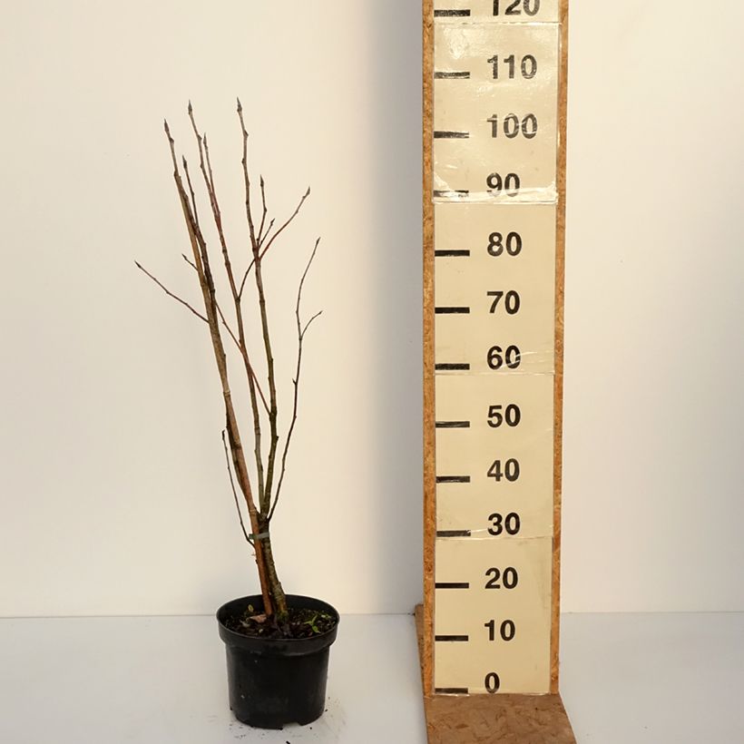 Esemplare di Sorbus matsumurana Vaso da 4L/5L, Vaso impalcato come consegnato in autunno