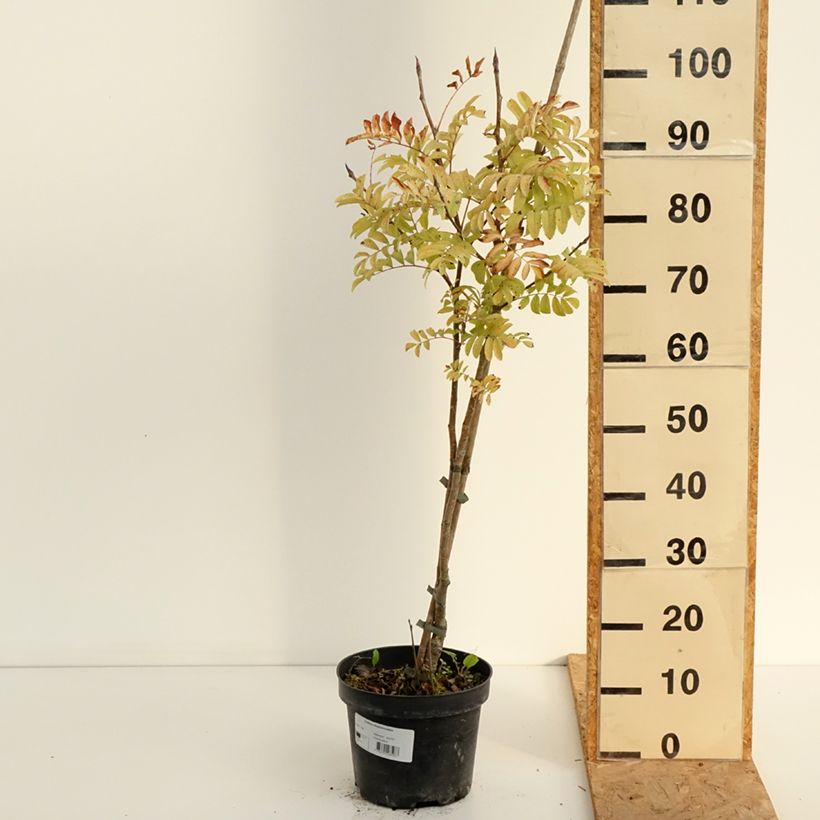 Esemplare di Sorbus matsumurana Vaso da 4L/5L consegnato in estate