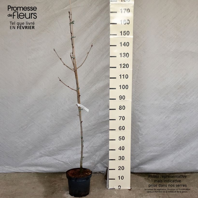 Sorbus scalaris Vaso da 7,5L/10L esemplare consegnato in inverno
