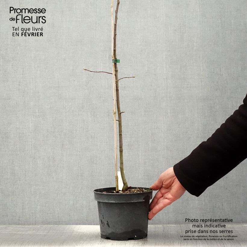 Sorbus torminalis - Sorbo torminale Vaso da 3L/4L esemplare consegnato in inverno