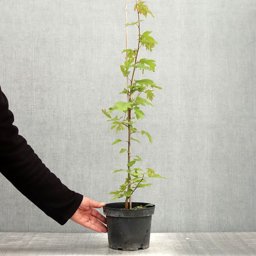 Sorbus torminalis - Sorbo torminale Vaso da 3L/4L esemplare consegnato in primavera