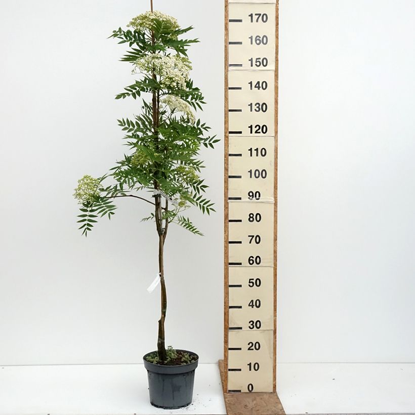 Sorbus wilfordii - Sorbo Vaso da 7,5L/10L esemplare consegnato in primavera