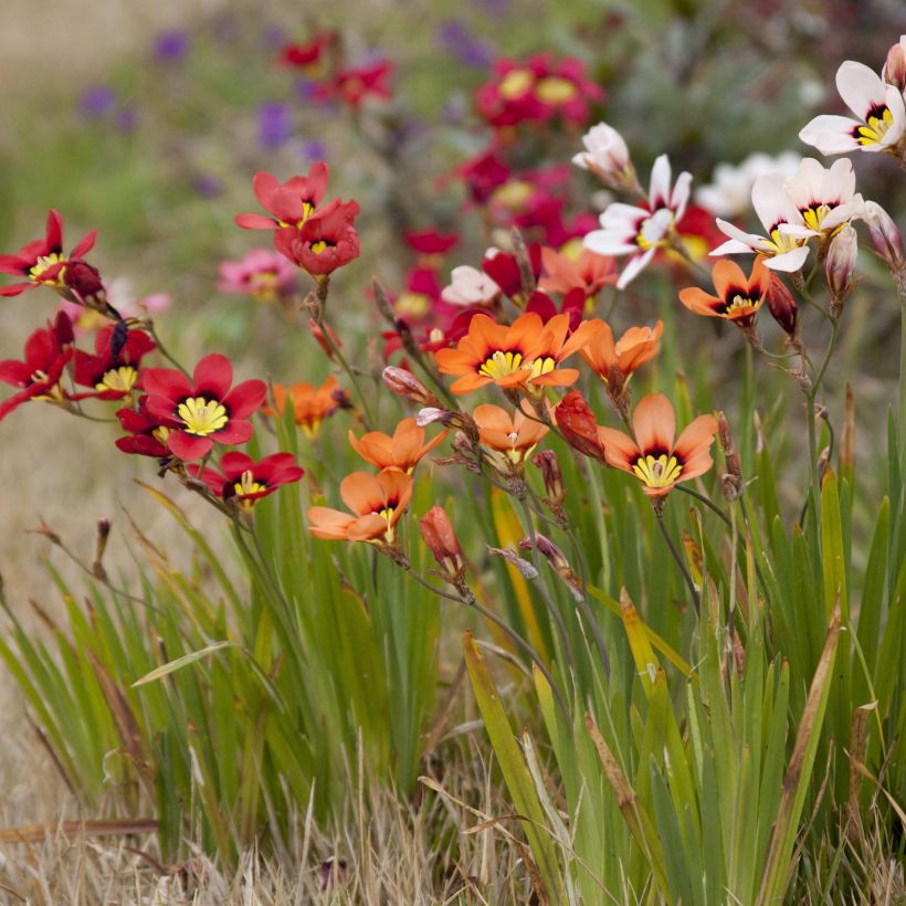 Sparaxis tricolor Mix (Fioritura)