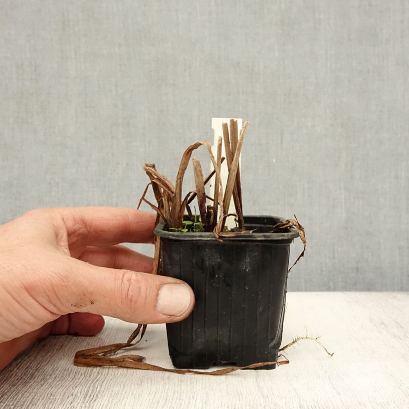 Esemplare di Sparganium erectum - Coltellaccio maggiore Vasetto da 8/9 cm come consegnato in autunno