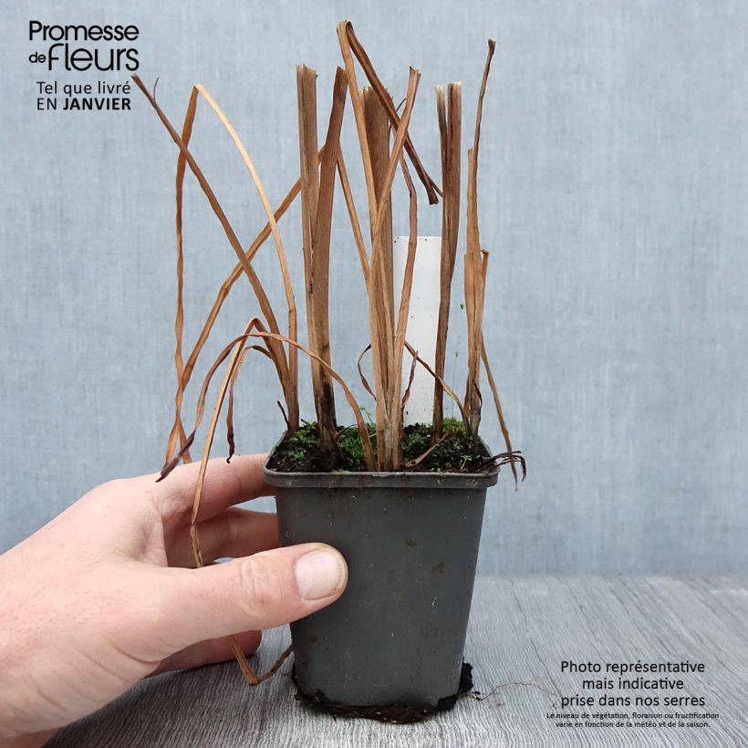 Sparganium erectum - Coltellaccio maggiore Vasetto da 8/9 cm esemplare consegnato in inverno