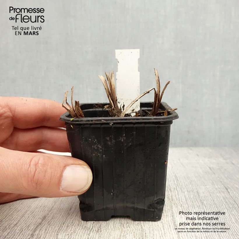 Sparganium erectum - Coltellaccio maggiore Vasetto da 8/9 cm esemplare consegnato in primavera