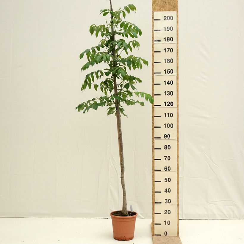 Spathodea campanulata Vaso da 7,5L/10L esemplare consegnato in primavera