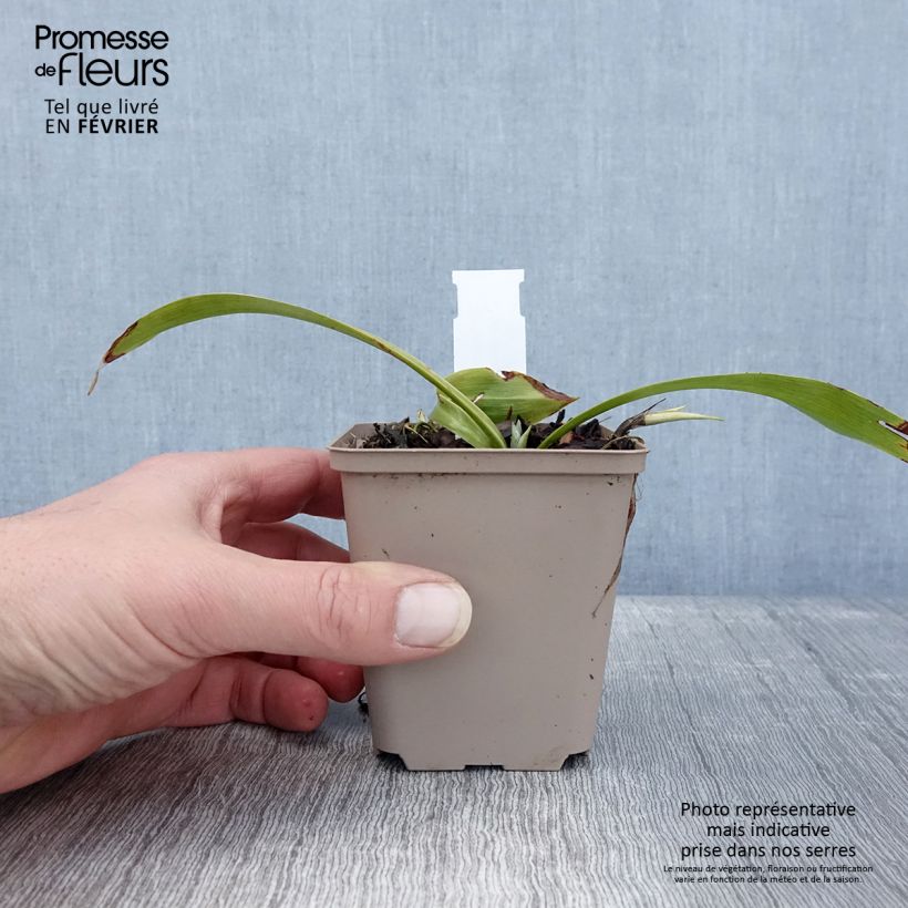 Speirantha convallarioides Vasetto da 8/9 cm esemplare consegnato in inverno