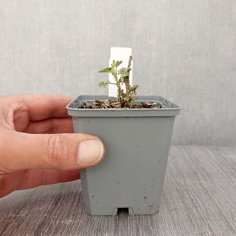 Sphaeralcea Charmeuse Vasetto da 8/9 cm esemplare consegnato in primavera