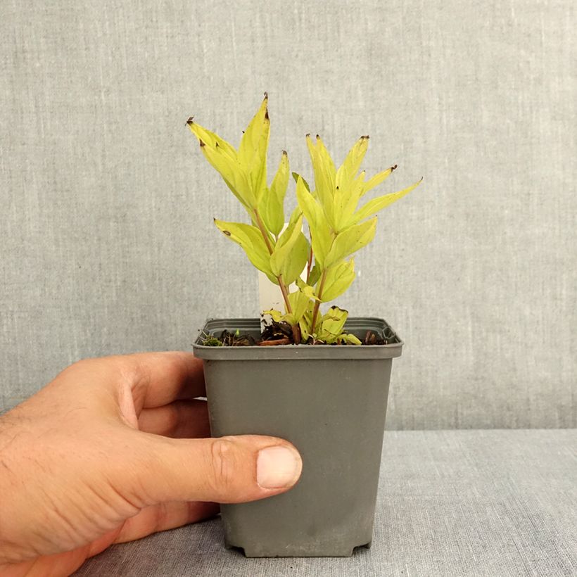 Esemplare di Spigelia marilandica Little Red Head Vasetto da 8/9 cm consegnato in estate