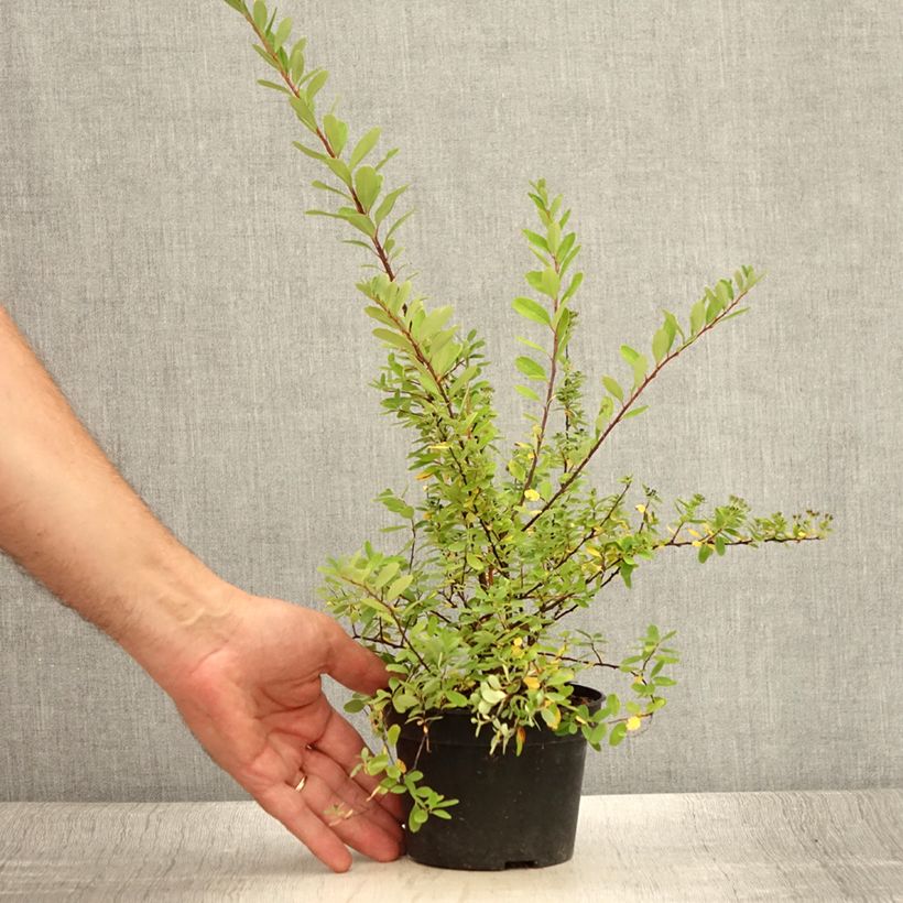 Esemplare di Spirea arguta Alba Vaso da 1L/1,5L consegnato in estate
