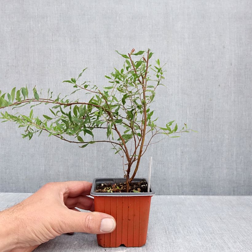 Esemplare di Spirea arguta Alba Vasetto da 8/9 cm come consegnato in autunno